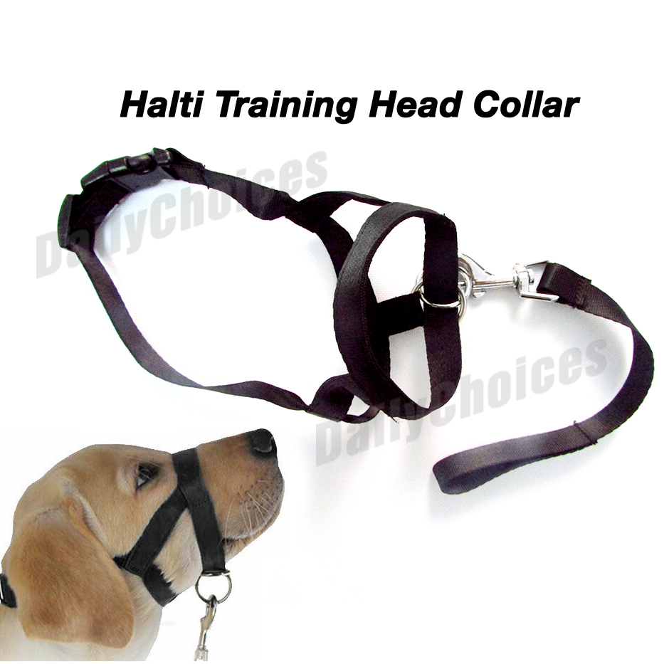 training my dog. how to train my puppy Page 2 The Latest Marketing